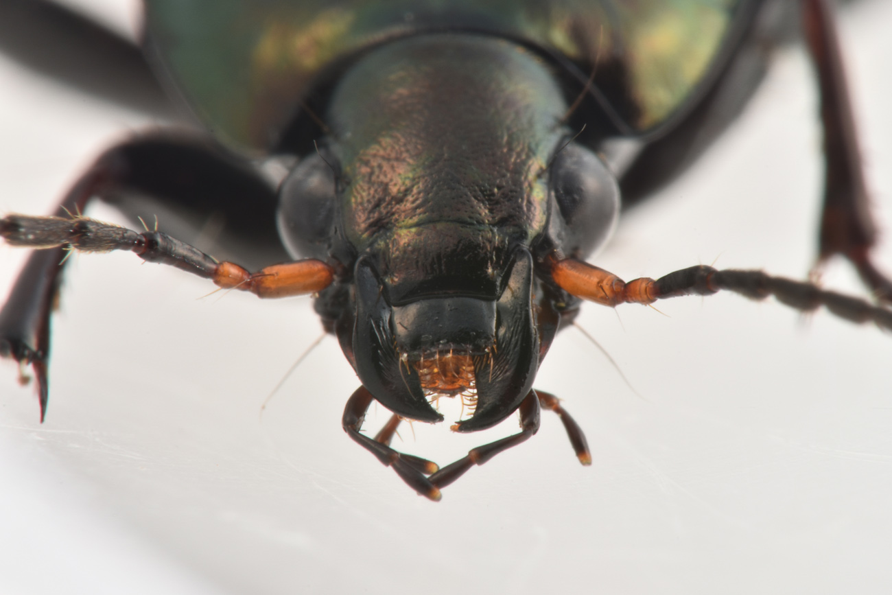 Carabidae: Poecilus cupreus?